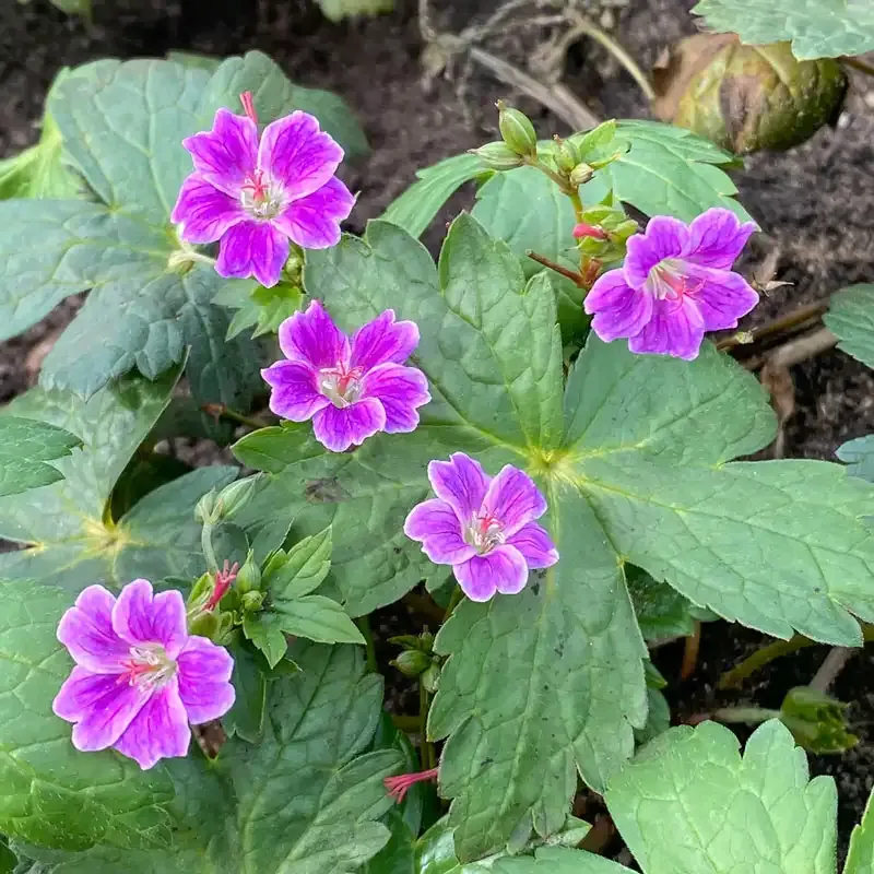 Hardy Geranium Perennial Garden Plant - Drought Tolerant Ground Cover 1