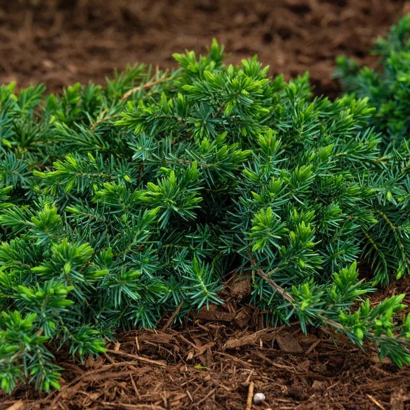 Blue Star Juniper (Juniperus squamata) Dwarf Evergreen Shrub 3