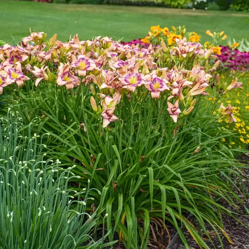 Handwriting on the Wall Reblooming Daylily Perennial Garden Plant 1
