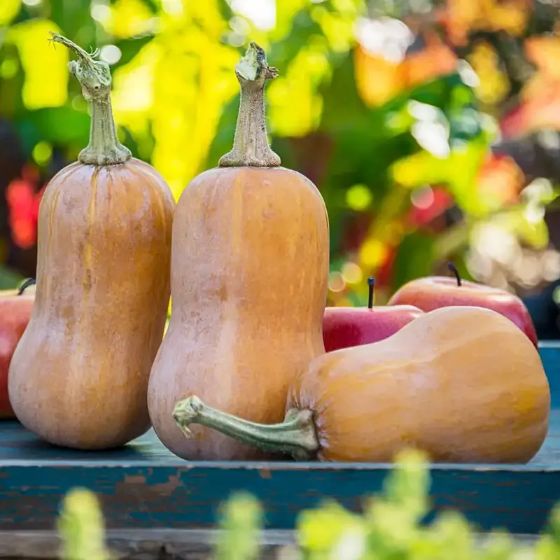 Honeynut Winter Squash Seeds - Heirloom Vegetable Seeds for Home Gardens