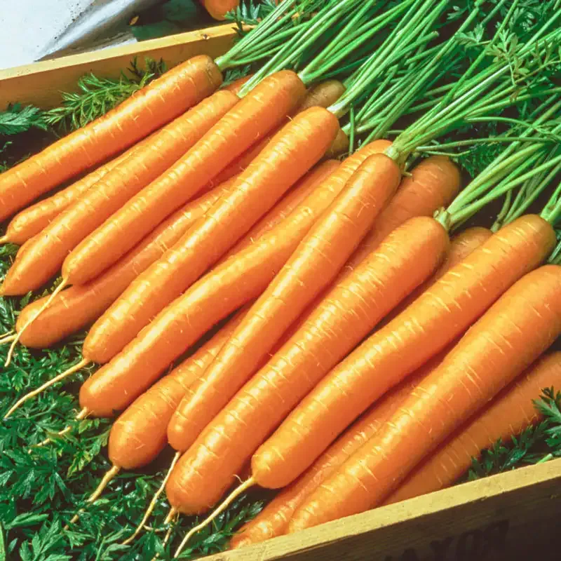 Tendersweet Carrot Seeds for Home Vegetable Gardening