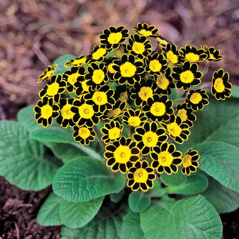 Bumble Bee Primrose Decorative Botanical Accent