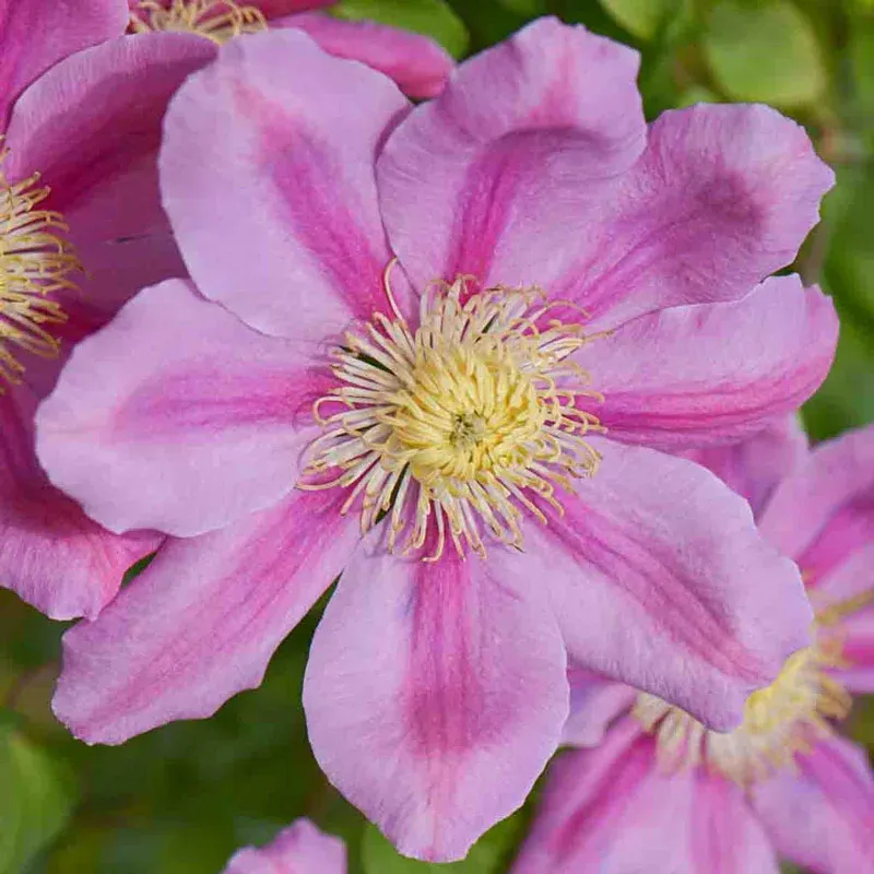 Clematis 'Pink Beauty' Flowering Perennial Climbing Vine