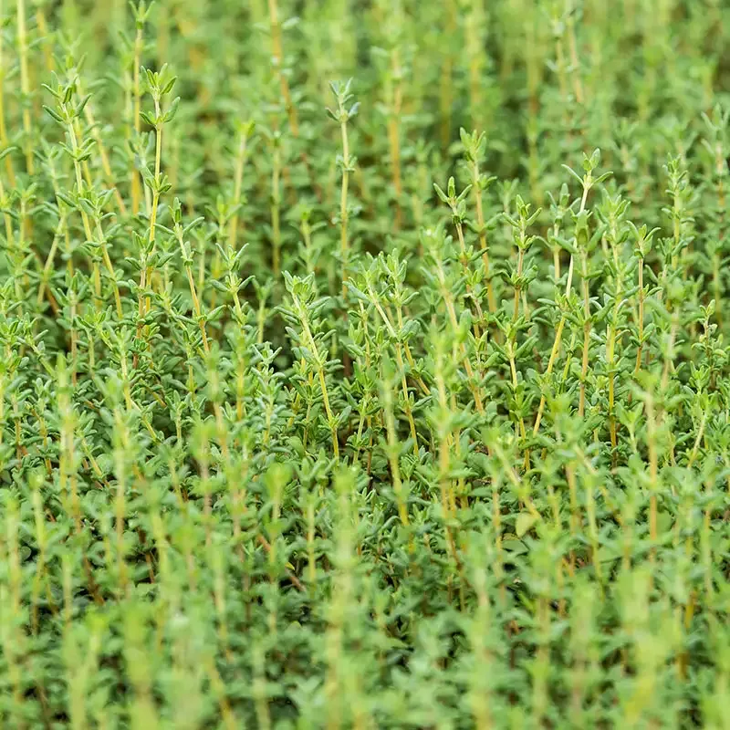 German Winter Thyme Seeds (Thymus vulgaris) - Hardy Perennial Herb