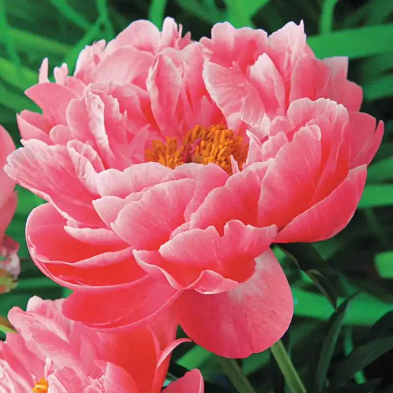 Coral Charm Peony Artificial Floral Stem for Home Decoration