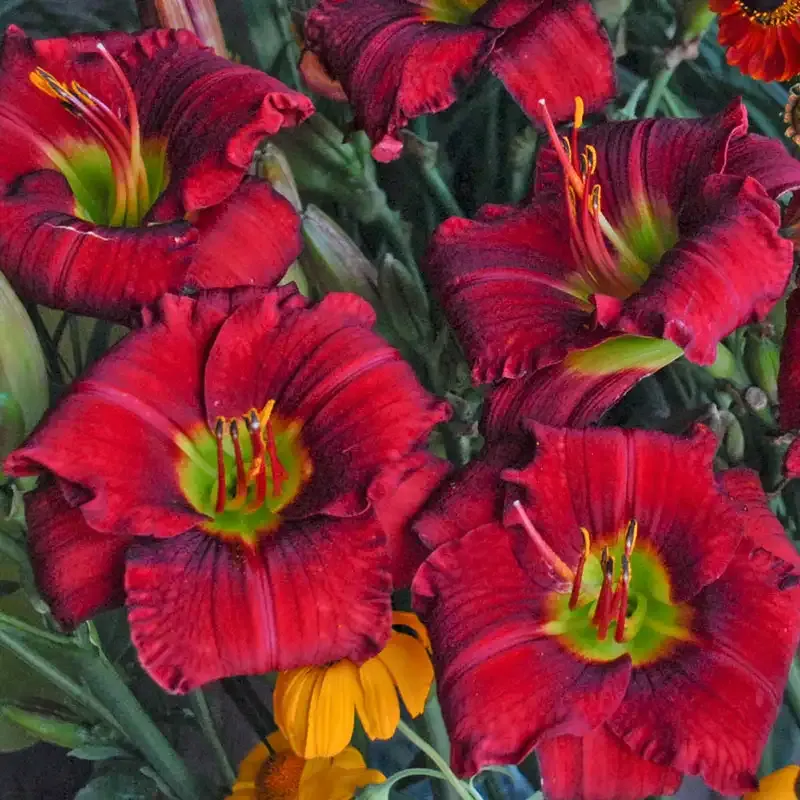 Funny Valentine Daylily Perennial Garden Plant