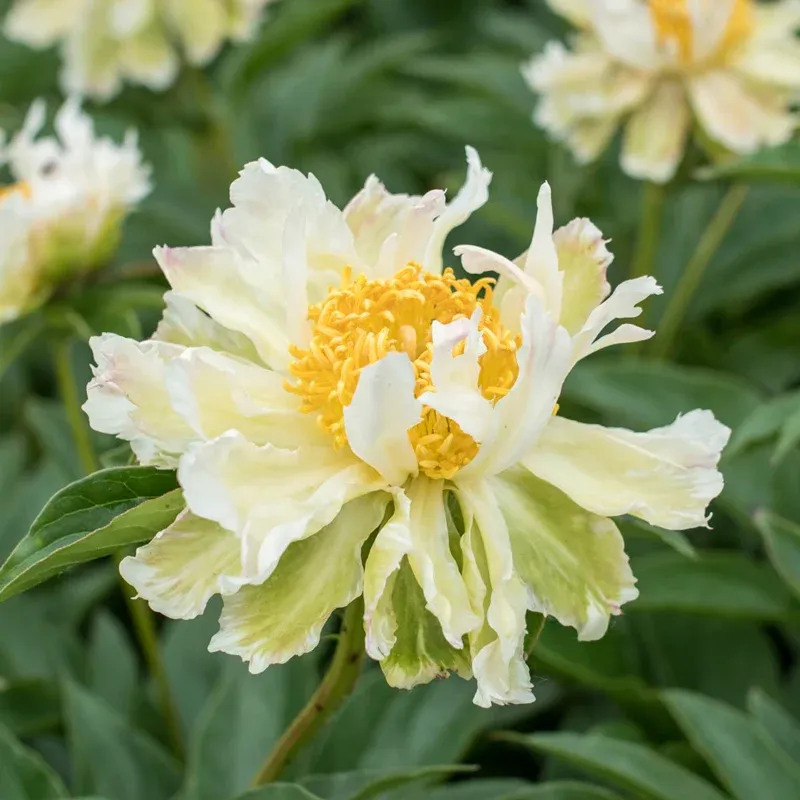 Green Halo Peony Artificial Decorative Flower 1