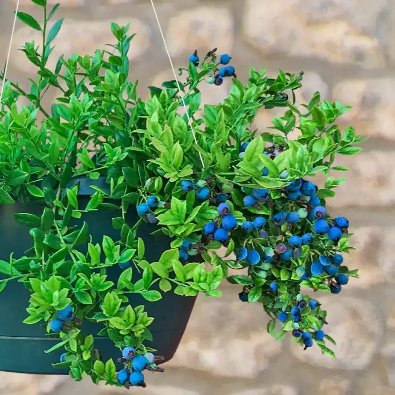 Trailing Blueberry Plant for Hanging Baskets - Compact Fruit-Bearing Shrub