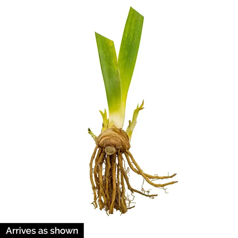 City Lights Reblooming Bearded Iris Perennial Rhizomes 1