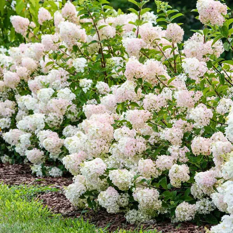 Strawberry Sundae Hydrangea Paniculata Flowering Shrub 1