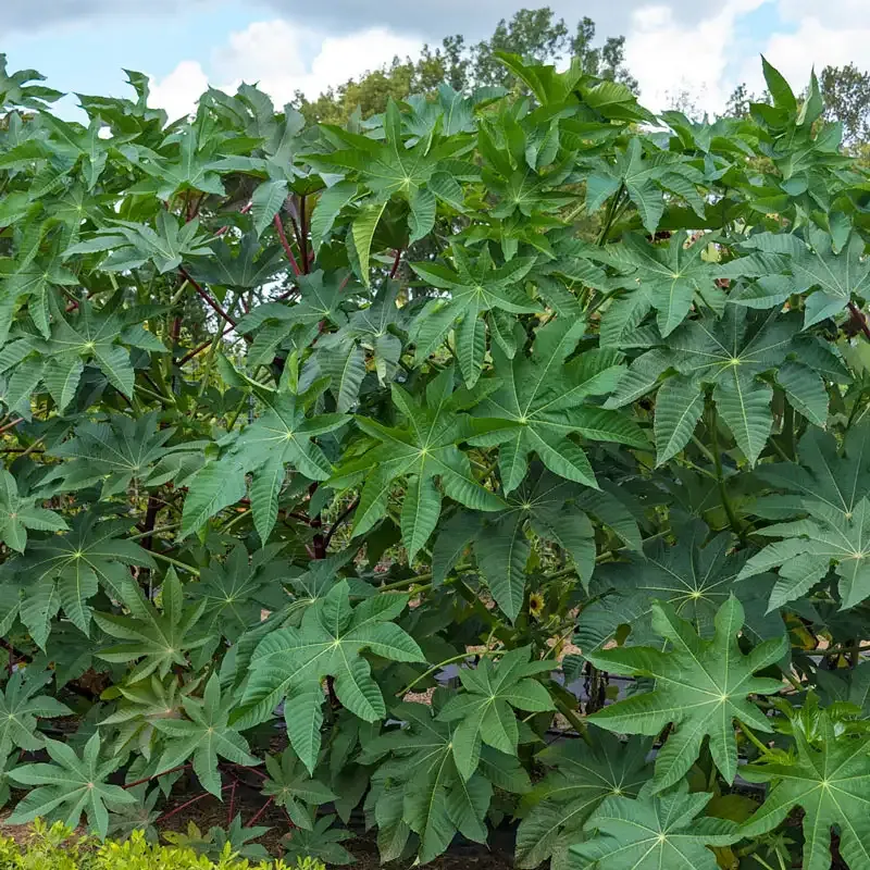 Castor Bean Seeds (Ricinus communis) for Ornamental Garden Planting 1