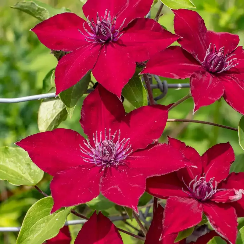 Clematis Climbing Plant Support Trellis for Garden Vines 1