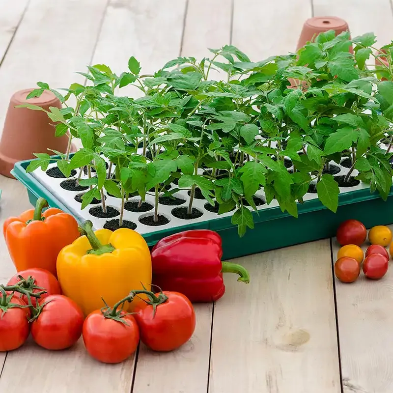 Seed Starting Kit with Propagation Trays for Indoor Seed Germination