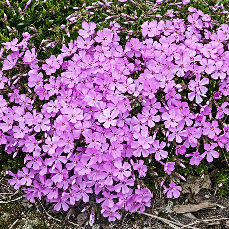 Pink Emerald Creeping Phlox Perennial Ground Cover Plant