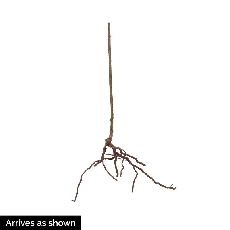 Marionberry Live Fruit Plant - Rubus 'Marion' Trailing Blackberry Bush 0