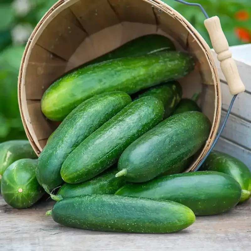Ofelie Hybrid Slicing Cucumber Seeds for Home Gardening