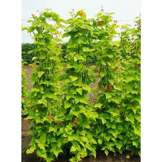 Golden Sunshine Runner Bean Seeds for Home Vegetable Gardens