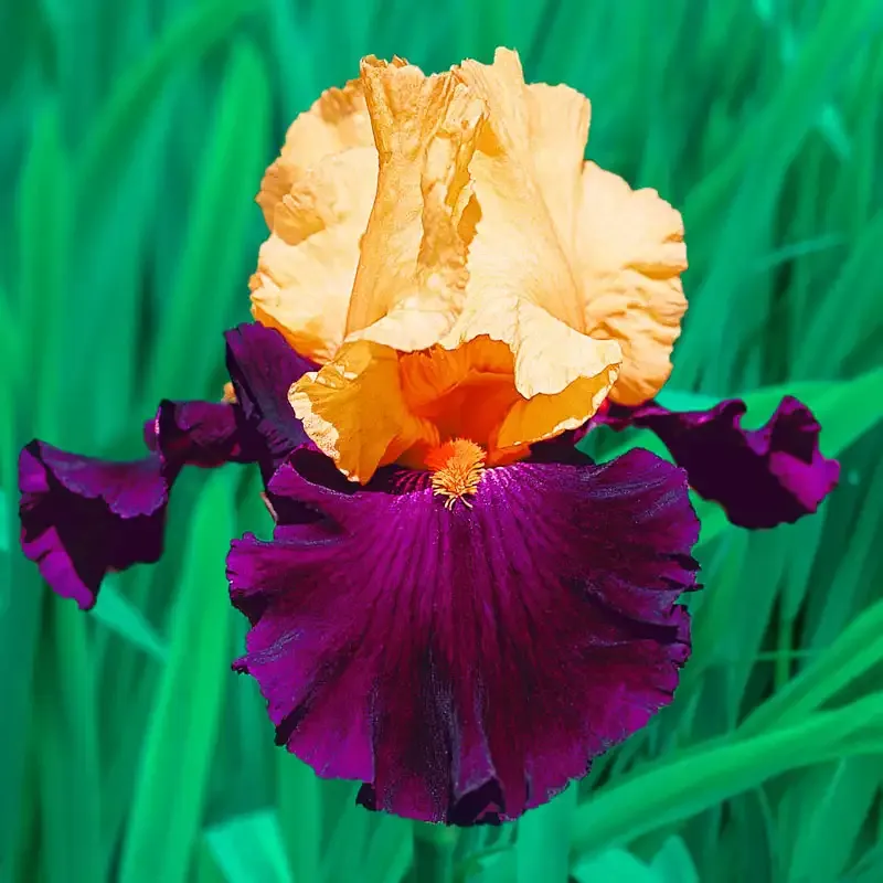 Bearded Iris Collection - Perennial Rhizome Assortment for Garden Planting 1