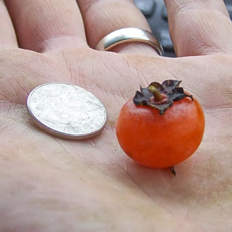 Sugar Daddy Persimmon - Firm Non-Astringent Variety 1