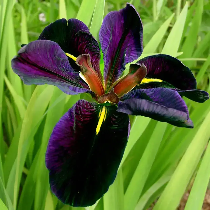 Black Gamecock Louisiana Iris Perennial Rhizome