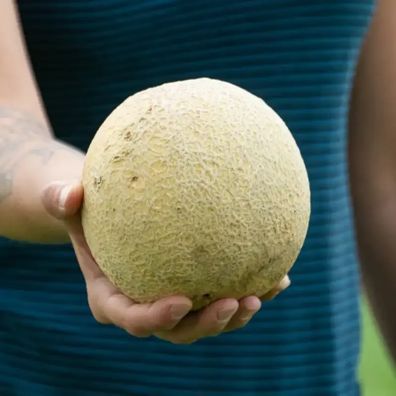 Improved Hybrid Cantaloupe Seeds - High-Yield Sweet Melon Variety 1