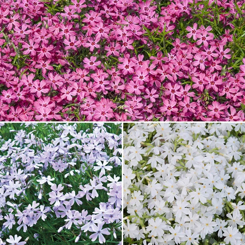 Creeping Phlox Mixture Perennial Ground Cover Flower Seeds