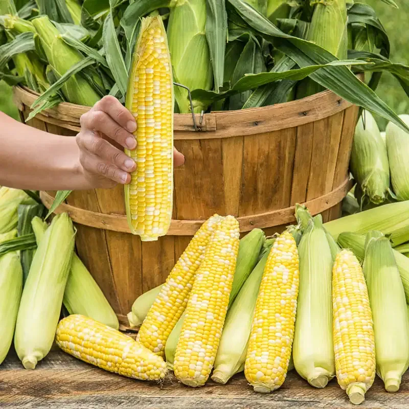 Hybrid Sweet Corn Seeds for Home Vegetable Gardening