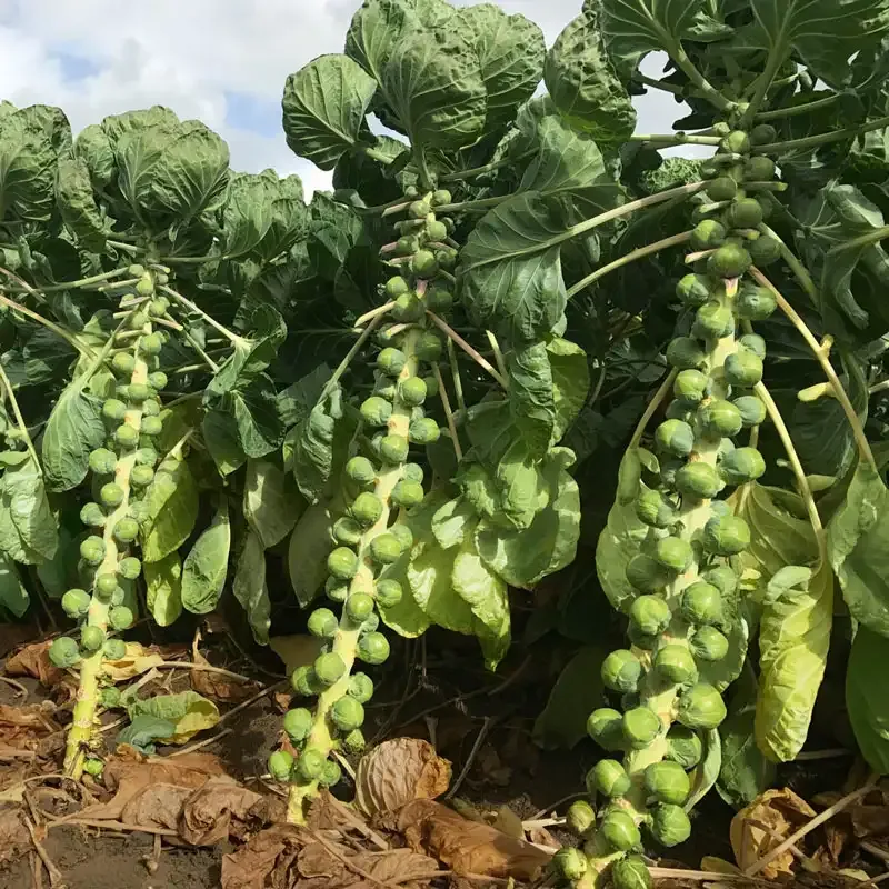 Silvia Hybrid Brussels Sprouts Seeds for Productive Home Gardens 1