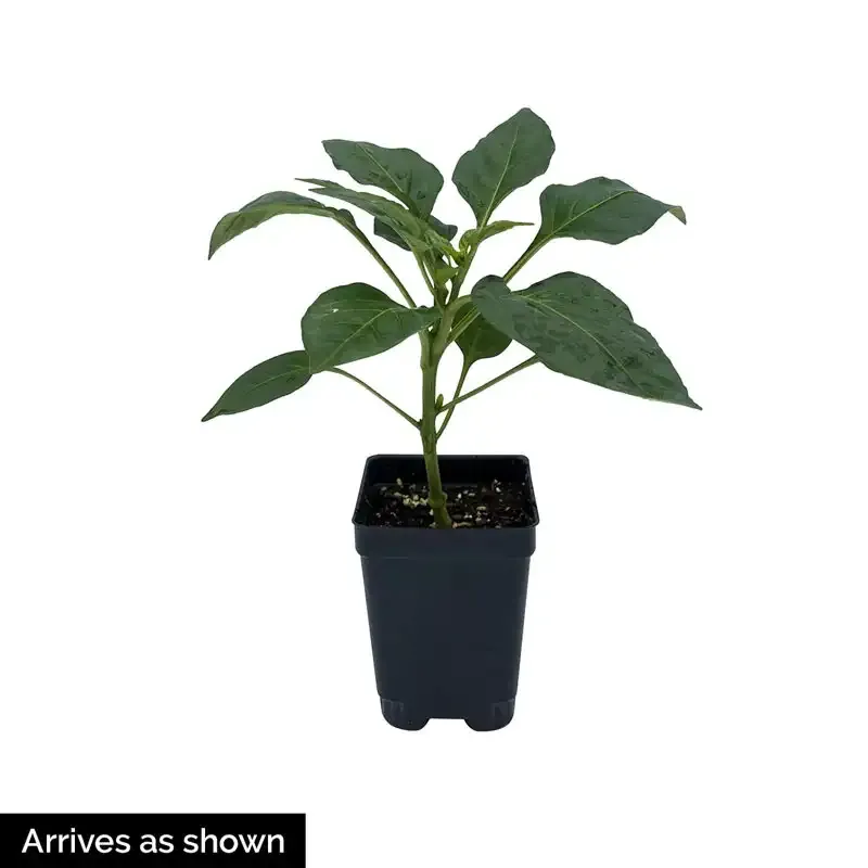 Primo II Hybrid Jalapeno Pepper Seeds - High-Yield Disease Resistant Variety 1