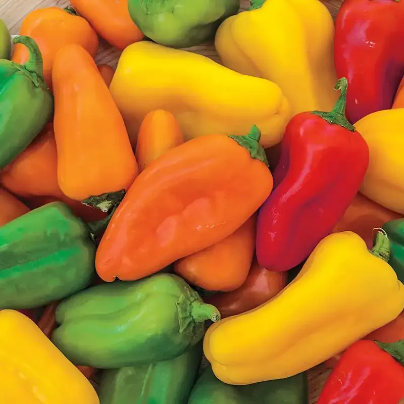 Yum Yums Hybrid Mixed Mini Bells Sweet Pepper Seeds
