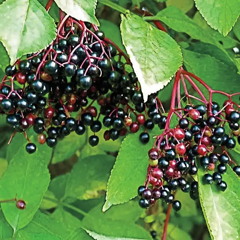 Sambucus Nigra Elderberry Live Plant for Garden Cultivation