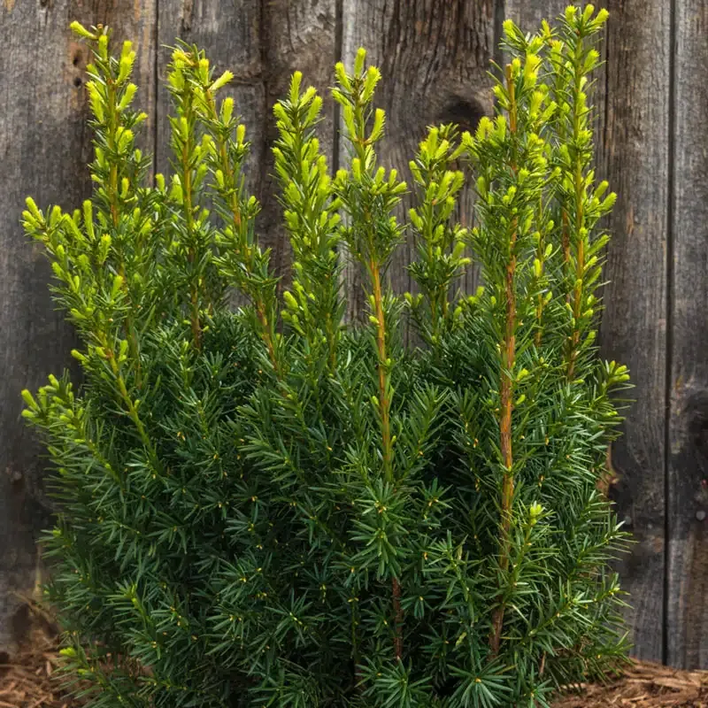 Upright Hicksi Yew Hedge - Columnar Taxus x media 'Hicksii' Evergreen Shrub