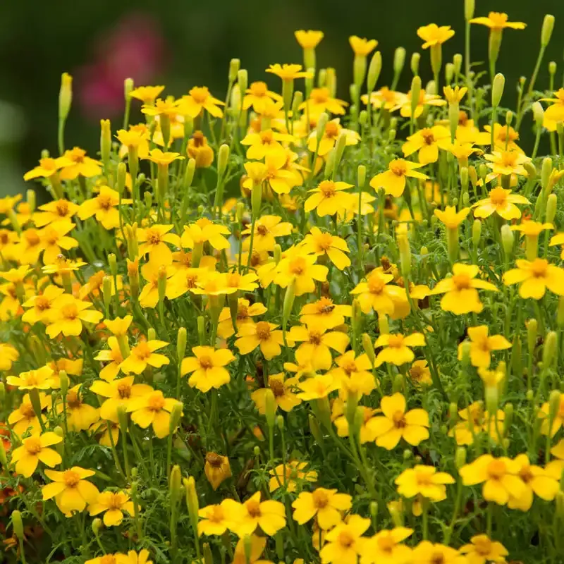 Signet Marigold Flower Seed Mix (Tagetes tenuifolia)