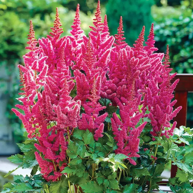 Astilbe Perennial Shade-Loving Flowering Plant 2