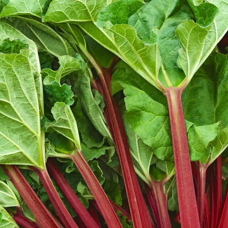 Perennial Rhubarb Starter Plant for Home Vegetable Gardens 1
