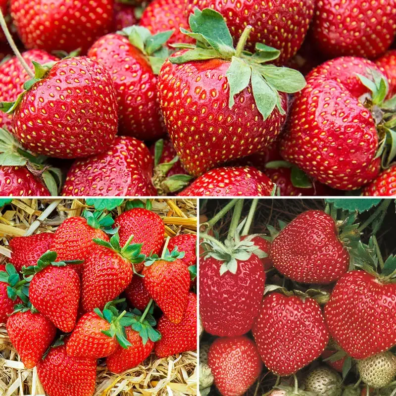 June-bearing Strawberry Plants for Seasonal Garden Harvest