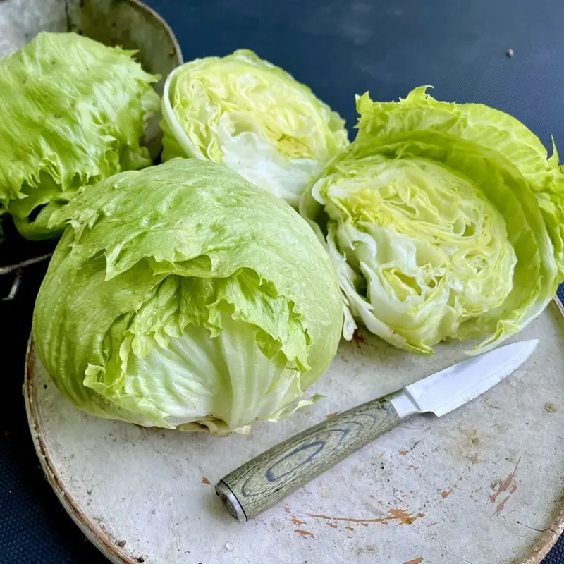 Lettuce Pint Size Storage Container for Fresh Produce