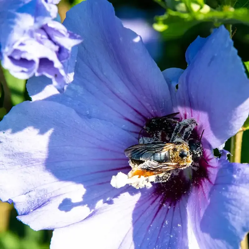Bluebird Hibiscus Perennial Flowering Shrub 3