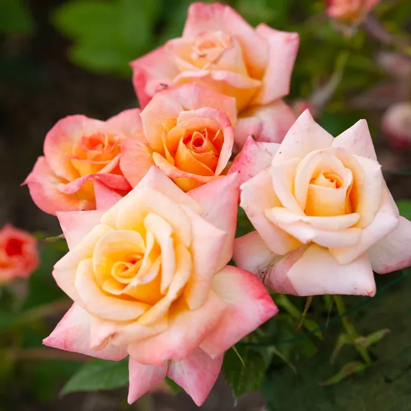 Cutie Pie Miniature Rose – Ownroot Miniature Rose Plant