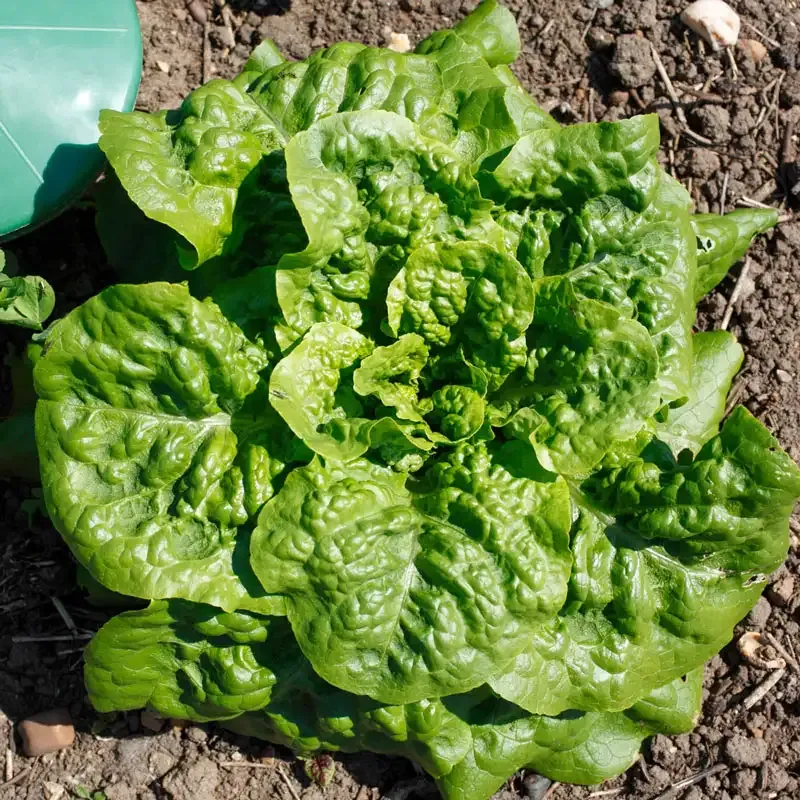 Buttercrunch Head Lettuce Seeds - Heirloom Butterhead Variety for Home Gardening