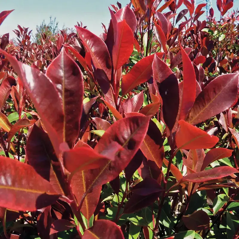 Dynamo Red Photinia Evergreen Ornamental Shrub