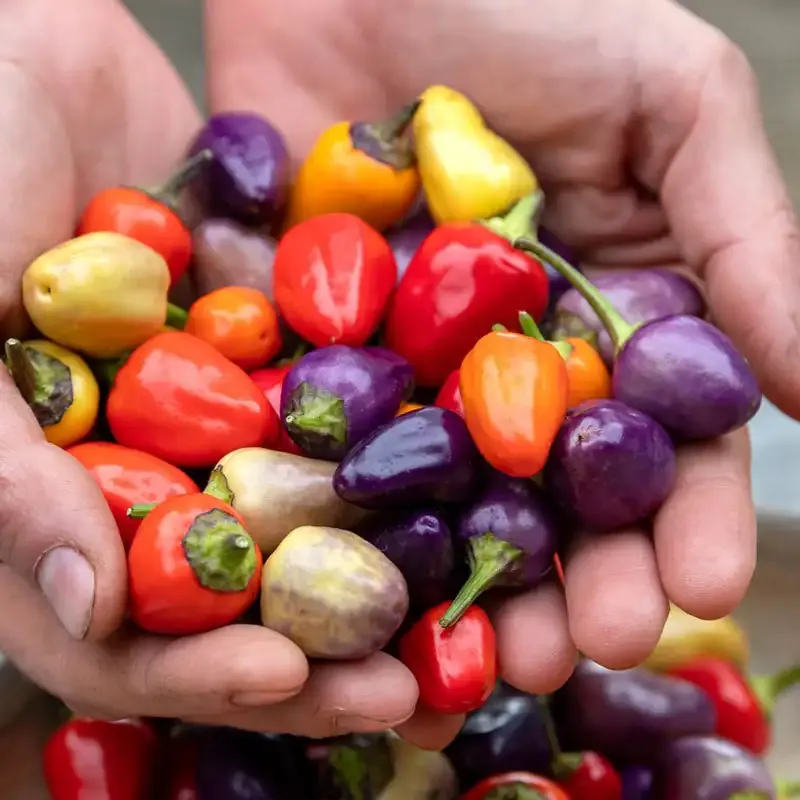 Chinese Five-Color Hot Pepper Seeds - Ornamental Edible Chili Plant 1