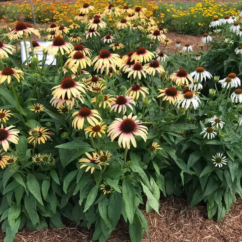 Strawberry Mango Coneflower Echinacea Perennial Garden Plant 2