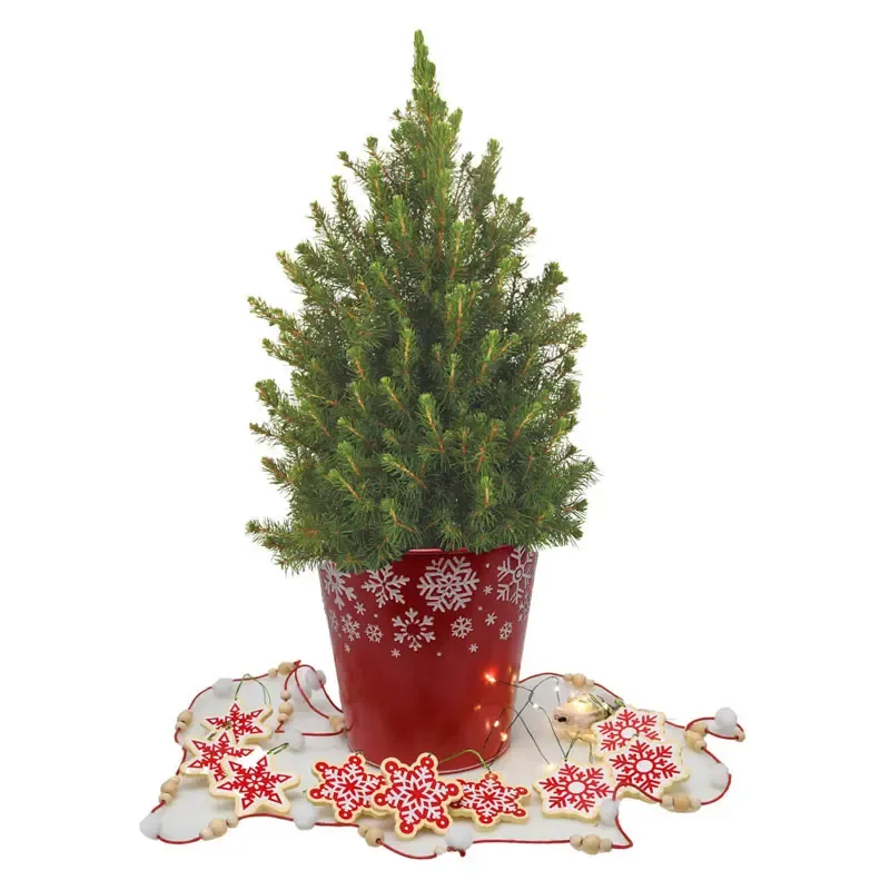 Sweet Snowflakes Potted Spruce Tree with Flocked Finish 1