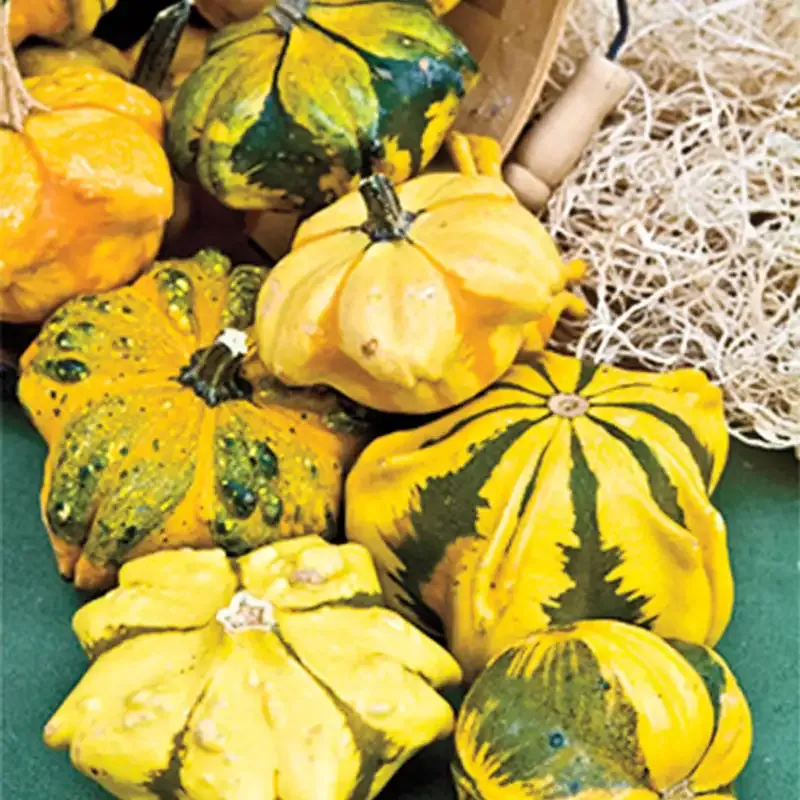 Natural Daisy Gourd Decorative Dried Gourd for DIY Crafts 1