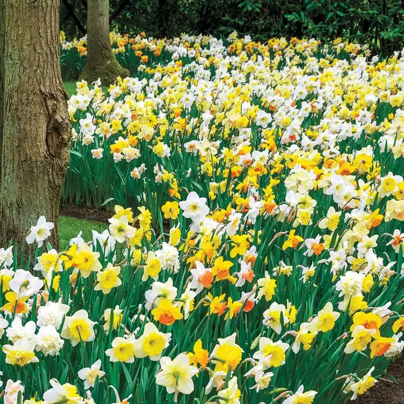 Daffodils for Shade Mix - Shade-Tolerant Narcissus Flower Bulbs 1