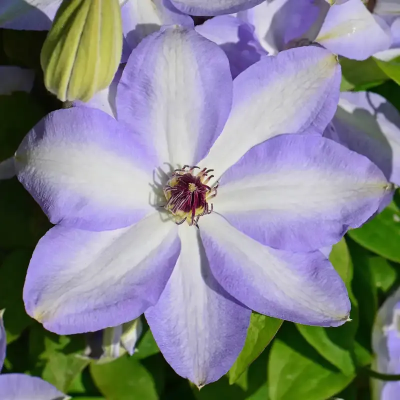 Clematis Ivan Olsson Flowering Climbing Vine