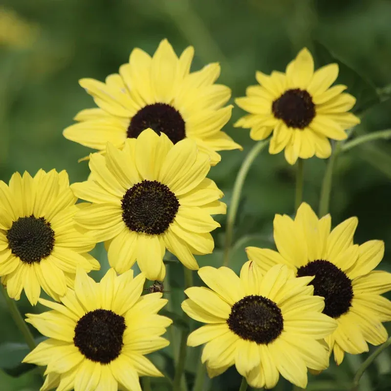 Lemon Helianthus Decorative Botanical Arrangement 1