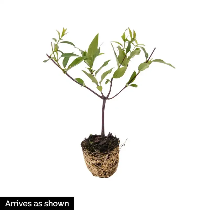 Hardy Carolina Jasmine (Gelsemium sempervirens) Evergreen Climbing Vine 1