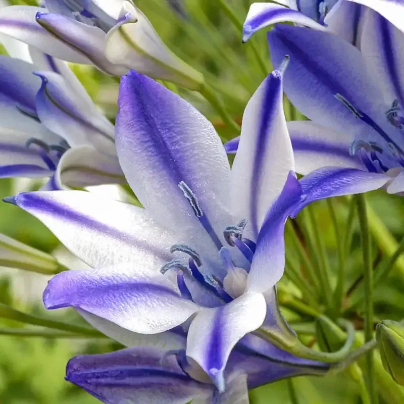 Brodiaea Rudy Perennial Flowering Bulb